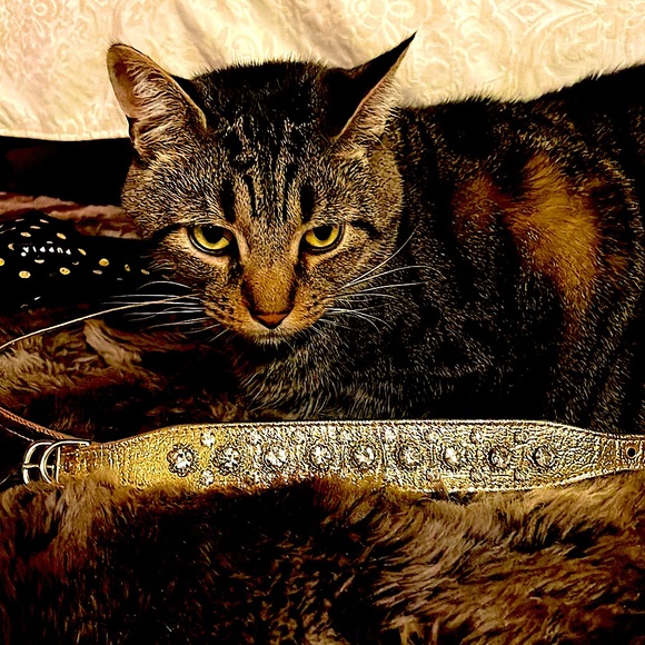Puppia Gold Sparkle leash collar harness set. Furrylicious! Excellent condition. - Picture 7 of 12
